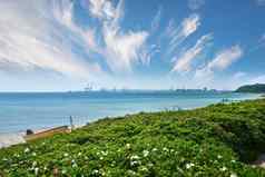 阳光明媚的海边开花野生植物平静海多云的蓝色的地平线复制空间郁郁葱葱的绿色植物日益增长的沙丘惊人的海洋全景自然场景港背景