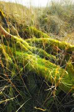 特写镜头充满活力的绿色莫斯日益增长的下降树树皮空丹麦沼泽春天变焦宏视图细节变形藻类传播覆盖木树干远程自然景观