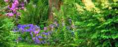 景观花绿色森林夏天紫色的植物日益增长的郁郁葱葱的植物花园春天美丽的紫罗兰色的开花植物初露头角的自然环境夏季