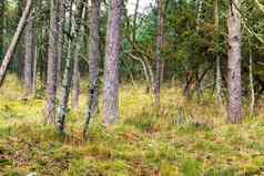景观高云杉树森林杂草丛生的草低角直松树干远程森林野生不文明的灌木刺灌木风景优美的冬天树叶瑞典