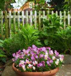 景观三色紫罗兰日益增长的花瓶后院花园夏天漂亮的紫色的植物盛开的郁郁葱葱的绿色环境春天美丽的紫罗兰色的开花植物初露头角的院子里