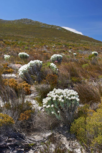 土著芬博斯植物发现表格山国家公园角小镇南非洲风景优美的视图植物开花日益增长的场田白色花绿色草春天