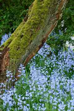 色彩鲜艳的野风信子花日益增长的莫斯覆盖木树树干开花盛开的开花蓝色的Scillasiberica植物宁静和平宁静的私人首页花园后院