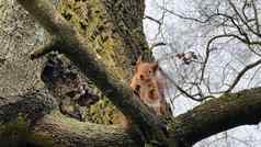 松鼠坐着树冬天