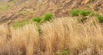 特写镜头干芬博斯日益增长的狮子头角小镇损坏的野火山景观背景活了下来绿色灌木植物草日益增长的野生自然森林