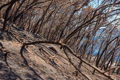 干树在户外沙漠热夏天一天无叶的烧植物干旱季节场落叶布什野火结果全球气候变暖自然植物区系
