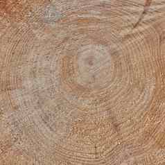 生纹理新鲜减少树树干木细节粗糙的纹理树树干木材料雕刻标志着圆形模式有机表面自然