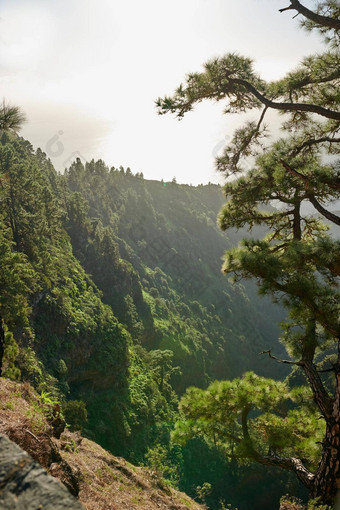 景观松森林山棕榈金丝雀岛屿西班牙美丽的绿色森林长松树明亮的蓝色的<strong>天空图片</strong>大山视图西班牙