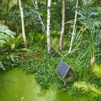 热带绿色森林池塘禽舍新鲜的小藻类布鲁姆包围桦木木绿色植物拍摄森林雨小禽舍前水草