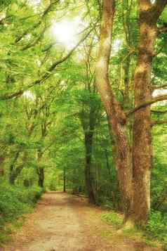 的角度来看视图森林树路径包围绿色松柏林地走小道覆盖森林树长满青苔的树皮树桩无人居住的自然场景