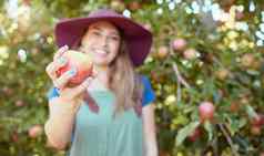 年轻的女农民持有新鲜选苹果收获果园花园女人挑选有营养的有机水果使汁苹果酒醋可持续发展的农场夏天