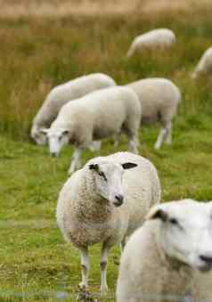 集团羊站放牧农场牧场多毛的羊毛动物吃绿色草远程农村农田农业房地产提高牲畜服装行业