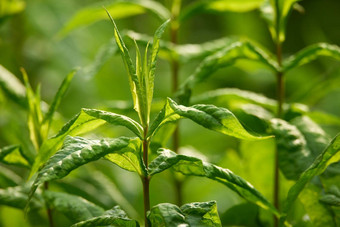 特写镜头郁郁葱葱的绿色草植物日益增长的阀杆首页花园集团<strong>充满</strong>活力的叶子茎盛开的后院农场<strong>充满激情</strong>的园艺农业植物区系