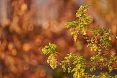 关闭绿色叶子日益增长的花园秋天复制空间变焦纹理模式野生植物日益增长的绿色茎森林公园草本植物充满活力的叶子初露头角的