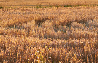 特写镜头Copyspace小麦日益增长的农场太阳在户外景观金茎成熟黑麦麦片粮食培养玉米田磨碎的面粉农村