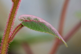 特写镜头叶阀杆多毛的猕猴桃植物自然模糊的散景背景复制空间飙升植物日益增长的在户外自然栖息地不<strong>文明</strong>的<strong>生态</strong>系统