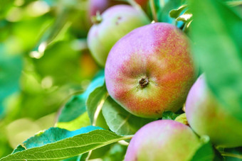 特写镜头成熟的红色的苹果挂苹果树分支果园农场远程农村散景复制空间纹理细节日益增长的新鲜的健康的水果零食准备好了挑选收获