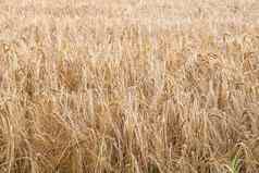 景观黄色的小麦场准备好了收获日益增长的农村农场夏天背景有机可持续发展的主食农业黑麦大麦粮食农村复制空间