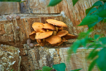 特写镜头野生porcini蘑菇日益增长的树树桩有机郁郁葱葱的森林植物日益增长的盛开的生态可持续发展的环境春天荒野