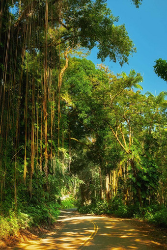 小径丛林明亮的阳光明媚的一天夏威夷美国户外小道探索和平惊人的热带雨林安静的自然和谐郁郁葱葱的绿色增长不受干扰的森林