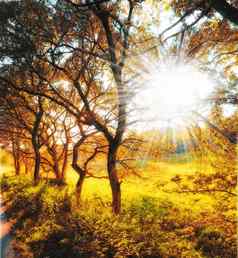 秋天森林明亮的阳光高树金棕色（的）橙色黄色的叶子公园浓密的林地太阳射线行黑暗染色枫木树树干秋天季节