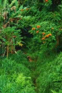 热带树夏威夷热带雨林瓦胡岛郁郁葱葱的绿色杂草丛生的荒野徒步旅行路径夏威夷本地的野生自然神秘的景观隐藏的山小道