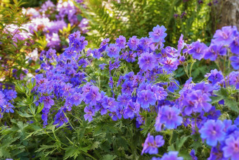 紫色的花日益增长的春天花园明亮的陇牛儿苗科开花植物对比绿色公园色彩斑斓的花朵观赏灌木美丽的常年植物蓬勃发展的自然
