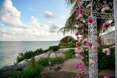风景花白色粉红色的玫瑰婚礼拱