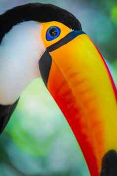 色彩斑斓的华美巨嘴鸟热带鸟潘塔纳尔巴西