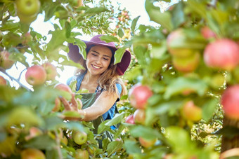 美丽的年轻的女人挑选苹果农场快乐农民抓住苹果<strong>果园</strong>新<strong>鲜</strong>的水果生产日益增长的场农田农业行业生产收获季节