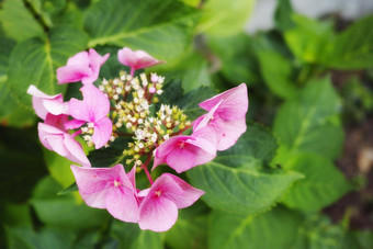 特写镜头新鲜的麝香锦葵花花园宏细节群美丽的粉红色的花瓣日益增长的平静安静的不文明的生态森林后院春天季节