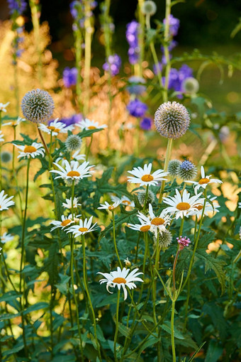 特写镜头新鲜的雏菊伟大的全球蓟花园群白色紫色的花场添加美自然和平气氛在户外花朵Zen后院