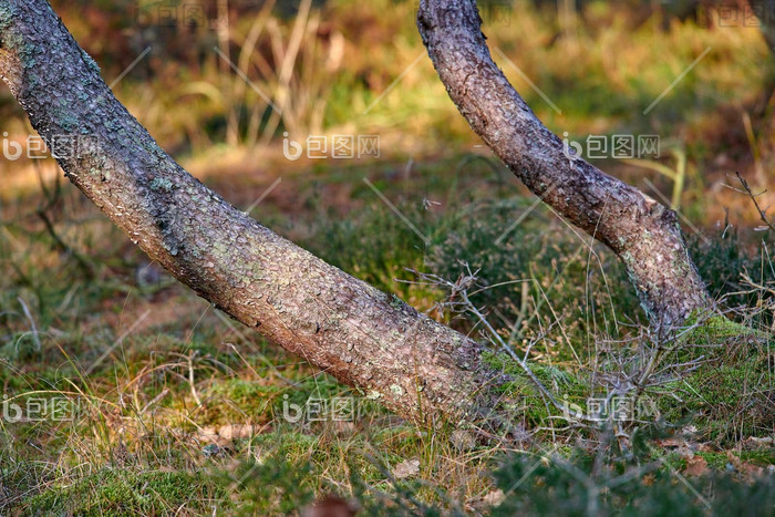 新减少树树干树桩林地森林地板上手术剃须