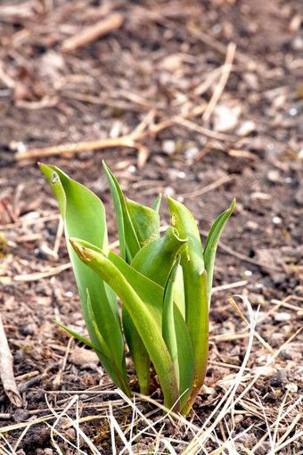 特写镜头绿色植物豆芽种植土壤花园园艺初学者植物布鲁姆开花增长发展过程郁金香花日益增长的春天