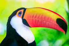 色彩斑斓的深思熟虑的华美巨嘴鸟热带鸟潘塔纳尔巴西
