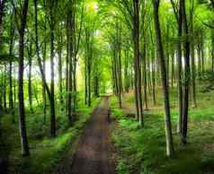 树类型季节美丽的世界差异树森林类型季节