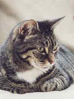 美丽的女成人虎斑猫沙发首页可爱的可爱的宠物肖像