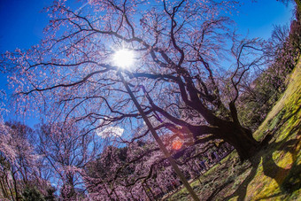 支樱桃花朵太阳天空天空