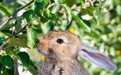 兔子嗅探叶子