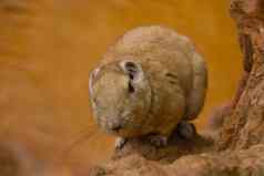 美丽的毛茸茸的小啮齿动物野生动物