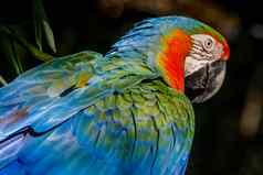 色彩斑斓的金刚鹦鹉鹦鹉回来视图巴西