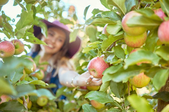 年轻的女人挑选苹果树快乐的女抓住水果<strong>果园</strong>收获季节新<strong>鲜</strong>的红色的苹果日益增长的有机农场农民收获水果树在户外