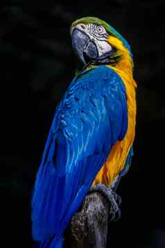 黄色的蓝色的金刚鹦鹉鹦鹉巴西