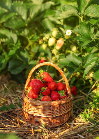 篮子完整的草莓草莓场农场叶子基斯下午太阳回来