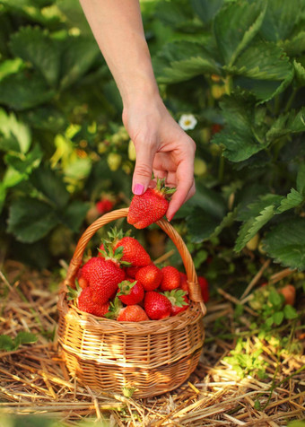 女人持有成熟的草莓篮子完整的草莓叶子背景