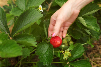 女人手检查成熟的<strong>草莓叶子草莓</strong>农场场