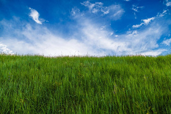 通用的绿色草草地夏天一天蓝色的天空白色云