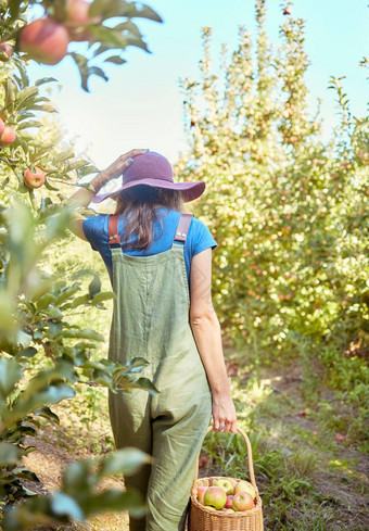农民收获<strong>多汁</strong>的有<strong>营养</strong>的有机水果夏天季节女人持有篮子新鲜选苹果树可持续发展的果园阳光明媚的一天回来