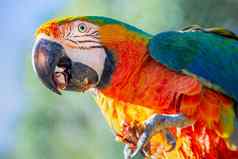 色彩斑斓的金刚鹦鹉鹦鹉相机阳光