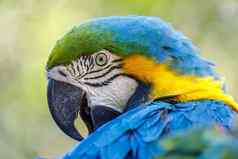 黄色的蓝色的金刚鹦鹉鹦鹉潘塔纳尔巴西